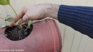 КЛУБНИКА В ТРУБАХ-2021.Новый СУПЕР проект!Грядки из труб для клубники.