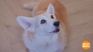 Как кошка с собакой? Доброе утро. Фрагмент выпуска от 21.05.2024