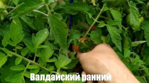 Микрообзор сорта томата Валдайский ранний (ОГ, г Калуга)