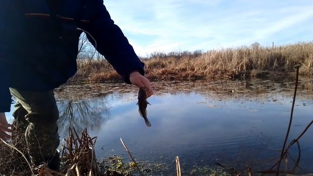 ТОЛЬКО ЗАКИНУЛ И СРАЗУ ПОЙМАЛ ЗДОРОВОГО РОТАНА! ЛОВЛЯ КРУПНОГО РОТАНА НА ПОПЛАВОК В НАЧАЛЕ НОЯБРЯ! смотреть онлайн