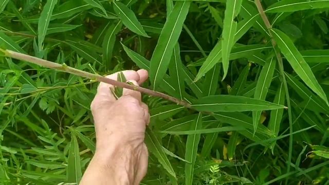 Иван - чай.Сбор и ферментирование от А до Я.Часть 1. смотреть онлайн