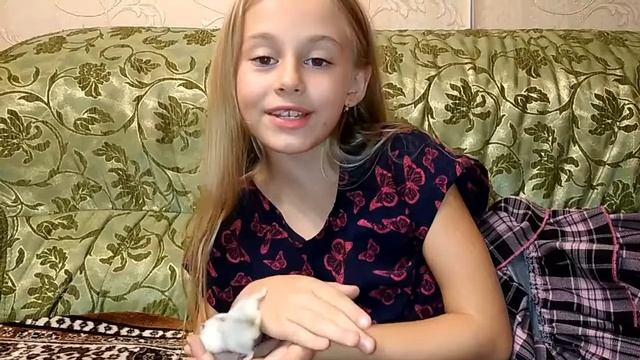Стоит ли заводить хомяка? Плюсы и минусы хомяка. Джунгарский хомяк