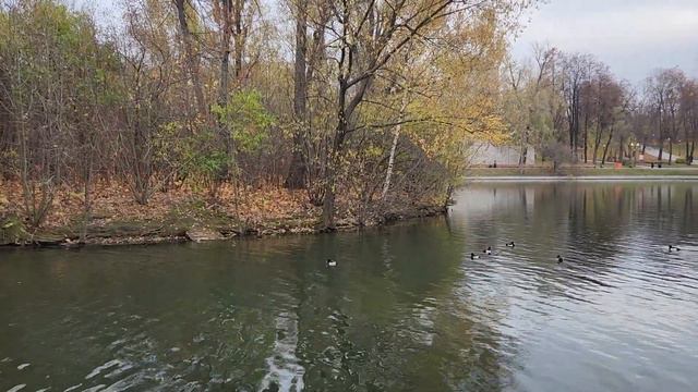 Москва. Большой Голицынский пруд и его обитатели. Парк Горького. Ноябрь 2022 года. смотреть онлайн