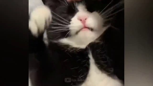 смешные котики)))