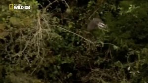 Животные Бразилии