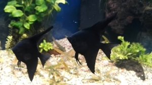 Скалярия "Черный бархат"