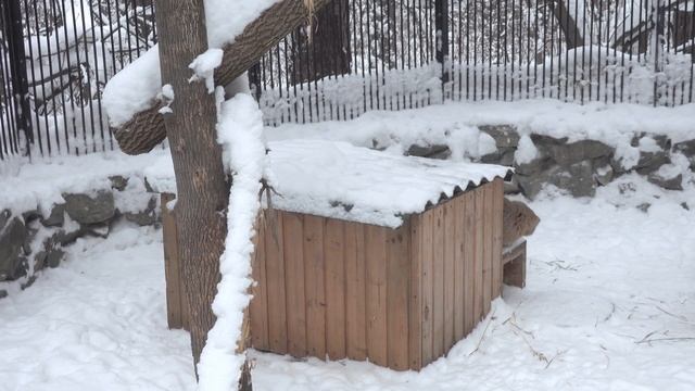 Котята манулов вышли погулять. 07.01.2023 смотреть онлайн