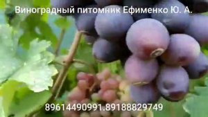 виноград Чёрный кристалл