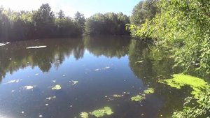 ОГРОМНЫЕ РЫБЫ ПЛАВАЮТ В РЕКЕ! КАК ПОЙМАТЬ?