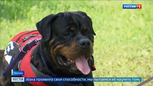 Собаки-спасатели могут спасти тонущих людей