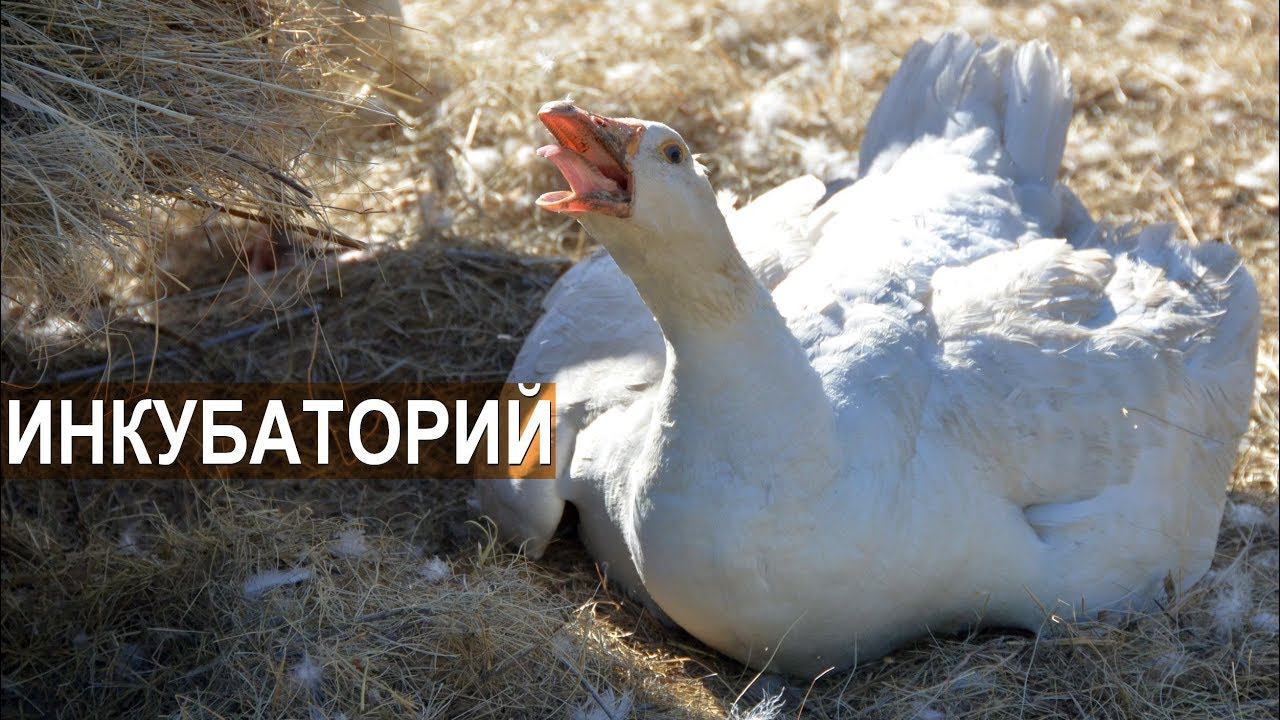 Оборудование инкубатория. Что должно быть в помещении где стоят инкубаторы. КФХ Павла Постевого