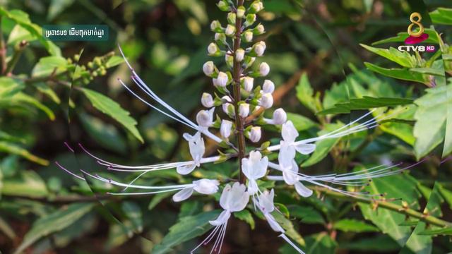 ដើមពុកមាត់ឆ្មា, កម្មវិធី ៨នាទីដើម្បីសុខភាព, CTV8HD смотреть онлайн