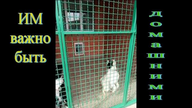 Малыши ждут хозяина смотреть онлайн