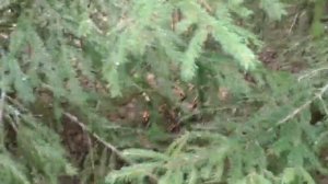 Собираем сыроежки и маслята