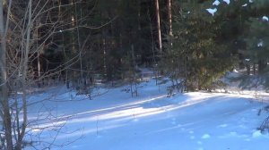 Охота на лис капканами. Сезон 23-24г. ВТОРАЯ ЛИСА.