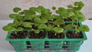 Семена герани — как выглядят и как их посеять на рассаду