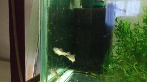 Коридорас венесуэла оранж (Corydoras aeneus «Venezuela Orange») нерест, часть первая.