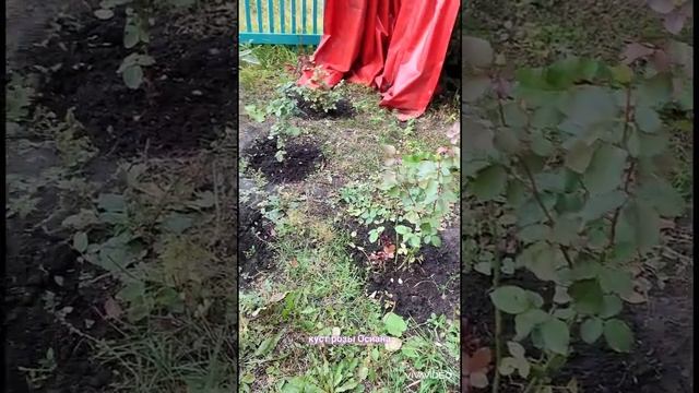 Кусты роз "Осиана" и "Ред Берлин" осенью. смотреть онлайн