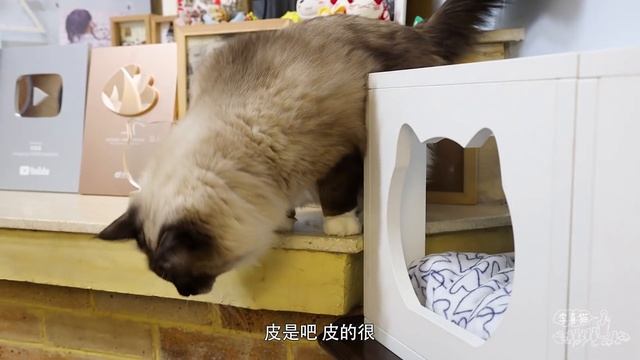 布偶貓不經意路過開箱現場，然後我聞到了一股濃濃的“菊花香”｜李喜貓 смотреть онлайн