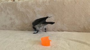 Дикая ворона и домашняя  ворона Кондор