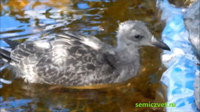 ?♂️? #8 Птенец морской чайки Масик плавает