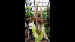 Самые большие цветы на земле!