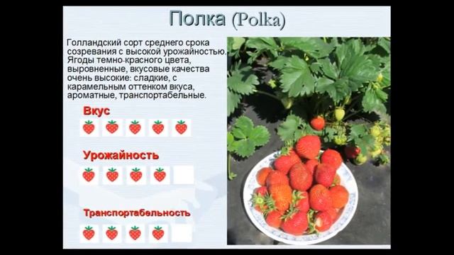Видео. Лучшие среднеспелые сорта клубники. Фото и описание сортов смотреть онлайн