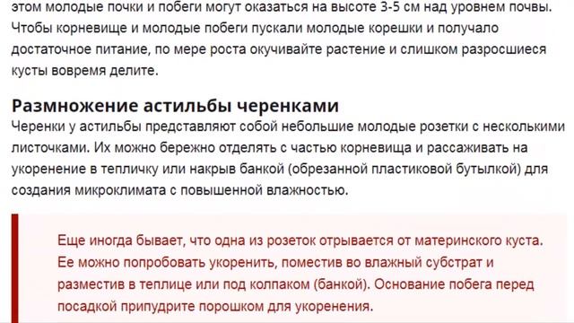 Астильба Красивые цветы. Как сажать и ухаживать за астильбой. смотреть онлайн
