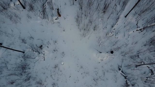 Видео охота. Съёмки с квадракоптера. Изюбр в марте с рогами. смотреть онлайн