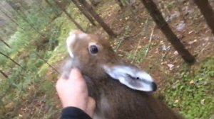 Охота на зайца гончими по чернотропу,Пермский край.