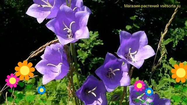 Колокольчик персиколистный. Краткий обзор, описание характеристик campanula persicifolia смотреть онлайн