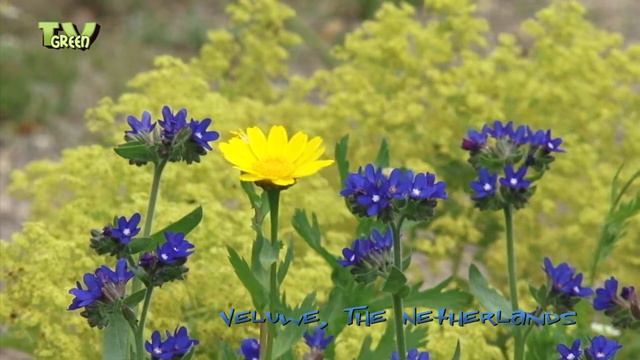 Scarecrows in my backyard! IVN tuin Oost-Veluwezoom смотреть онлайн