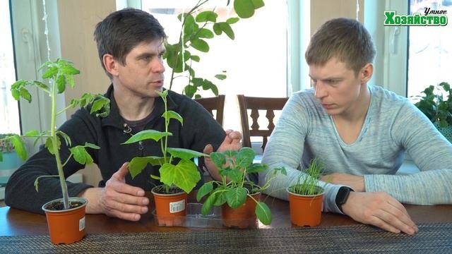 Как распознать чего не хватает рассаде?
