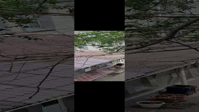 #Пилим ветки деревьев, которые указаны под снос#Чтоб больше радостных моментов#Чтоб исполнялисьМечты