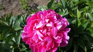 Пион SHAWNEE ROSE