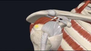 Надостная  мышца (m.supraspinatus) 3D Анатомия