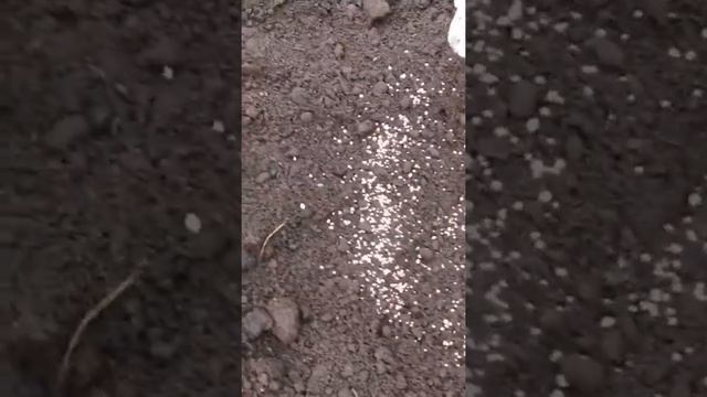 Удобрение плодовых деревьев, Нитроаммофоска