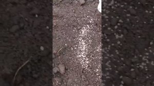 Удобрение плодовых деревьев, Нитроаммофоска