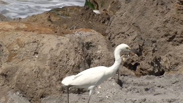 Sample Sony HD Video 1 смотреть онлайн