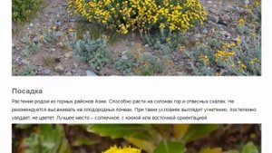 Аяния (лат.   Ajania). Аджания. Осенняя мимоза. Красивые растения для дома и сада.