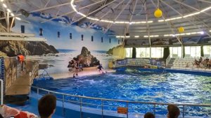 Дельфинарий Нижний Новгород