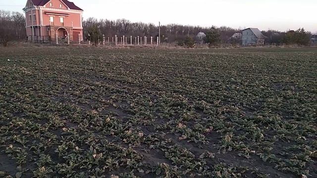 Кочёвка на рапс ОТМЕНЯЕТСЯ. КОЧЕВКА ПЧЕЛ. ЗА И ПРОТИВ