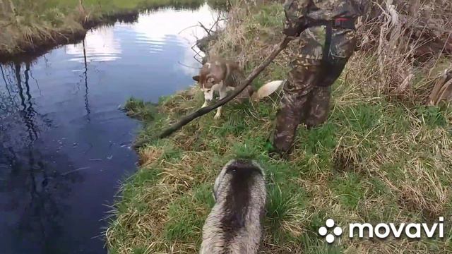 Выпустили хаски в лесу... Шок!!!! Одна чуть не потонула....погуляли, покатались...Выходные.. смотреть онлайн