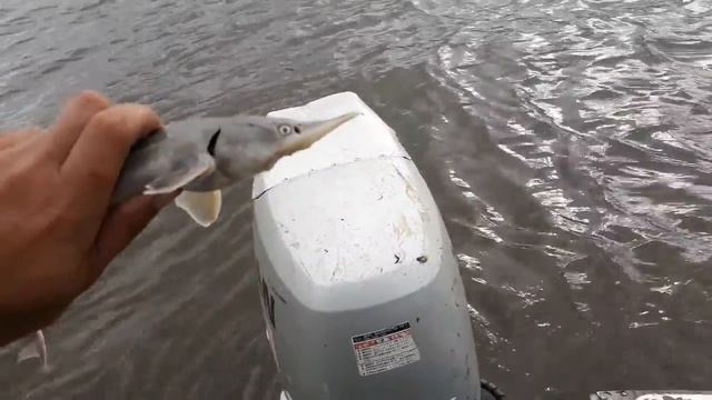 Улов местных жителей. Стерлядка, Налим. смотреть онлайн