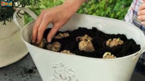 Лилия комнатная. Описание сортов растения, уход и размножение.