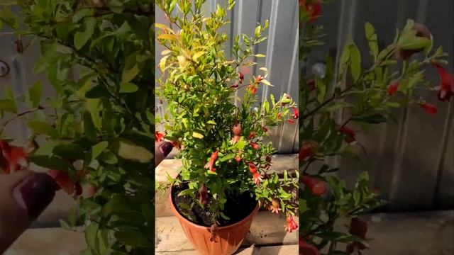 Гранат Нана, растению 3 года выращенный из семян #гранаты #вырастить #домашниерастения #красиво смотреть онлайн