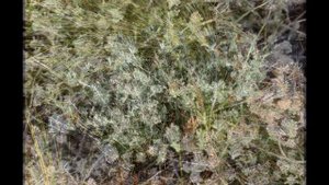 Дубровник белый   Teucrium polium