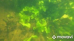 Река Воронеж подводный мири