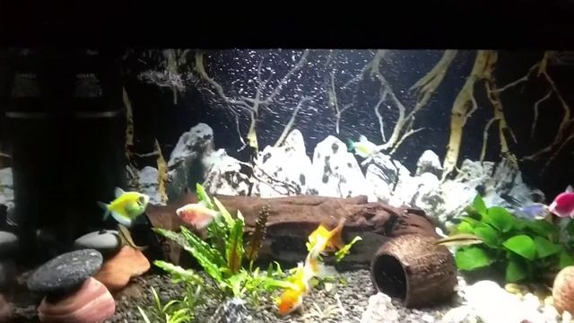 Мой аквариум на 60 литров aquael leddy set смотреть онлайн