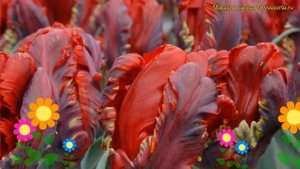 Тюльпан попугайный Рококо. Краткий обзор, описание характеристик, где купить луковицы Rococo